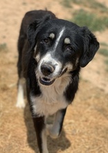 NOVAK, Hund, Mischlingshund in Griechenland - Bild 10