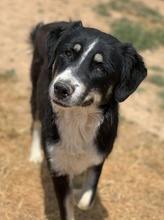 NOVAK, Hund, Mischlingshund in Griechenland - Bild 11