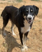 NOVAK, Hund, Mischlingshund in Griechenland - Bild 12