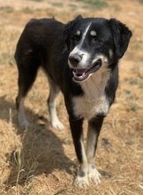 NOVAK, Hund, Mischlingshund in Griechenland - Bild 13