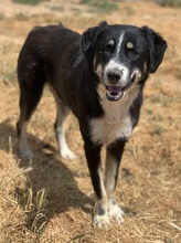 NOVAK, Hund, Mischlingshund in Griechenland - Bild 14