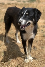 NOVAK, Hund, Mischlingshund in Griechenland - Bild 15