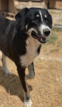 NOVAK, Hund, Mischlingshund in Griechenland - Bild 2
