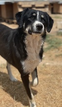 NOVAK, Hund, Mischlingshund in Griechenland - Bild 3