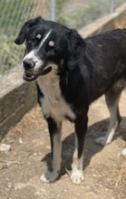 NOVAK, Hund, Mischlingshund in Griechenland - Bild 4