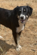 NOVAK, Hund, Mischlingshund in Griechenland - Bild 6