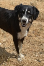 NOVAK, Hund, Mischlingshund in Griechenland - Bild 7