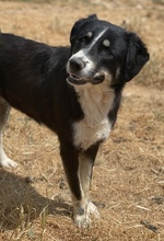 NOVAK, Hund, Mischlingshund in Griechenland - Bild 8