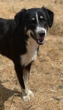 NOVAK, Hund, Mischlingshund in Griechenland - Bild 9