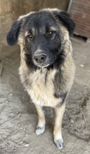 SATURN, Hund, Mischlingshund in Griechenland - Bild 3