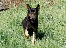 BARO, Hund, Mischlingshund in Ungarn - Bild 1