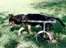BARO, Hund, Mischlingshund in Ungarn - Bild 3
