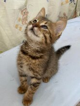 CASSY, Katze, Hauskatze in Bulgarien - Bild 2