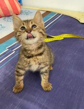 CASSY, Katze, Hauskatze in Bulgarien - Bild 3
