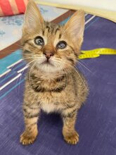 CASSY, Katze, Hauskatze in Bulgarien - Bild 8
