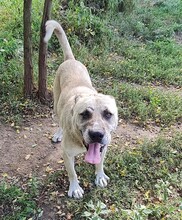 LANA, Hund, Kangal in Rumänien - Bild 1