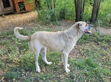 LANA, Hund, Kangal in Rumänien - Bild 2