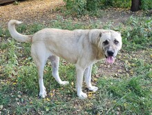 LANA, Hund, Kangal in Rumänien - Bild 3