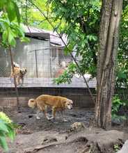 MONA, Hund, Mischlingshund in Rumänien - Bild 2