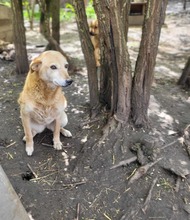 MONA, Hund, Mischlingshund in Rumänien - Bild 3