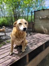 MONA, Hund, Mischlingshund in Rumänien - Bild 4