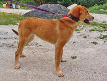NALA, Hund, Mischlingshund in Portugal - Bild 3