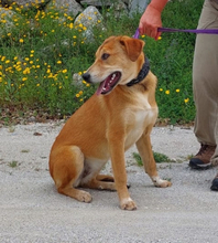 NALA, Hund, Mischlingshund in Portugal - Bild 4