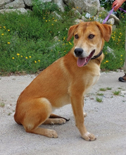 NALA, Hund, Mischlingshund in Portugal - Bild 5