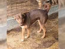 ROSALIE, Hund, Mischlingshund in Rumänien - Bild 2