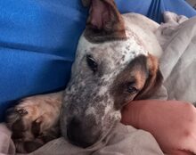 NELE, Hund, Mischlingshund in Rangsdorf - Bild 6