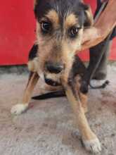 DILA, Hund, Yorkshire Terrier-Mix in Rumänien - Bild 1