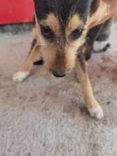 DILA, Hund, Yorkshire Terrier-Mix in Rumänien - Bild 2