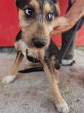 DILA, Hund, Yorkshire Terrier-Mix in Rumänien - Bild 3