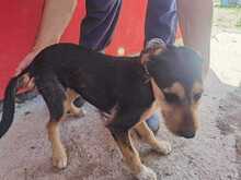 DILA, Hund, Yorkshire Terrier-Mix in Rumänien - Bild 6