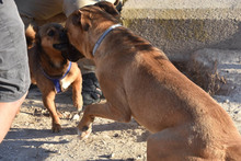 ENZEQUIEL, Hund, Mischlingshund in Spanien - Bild 10