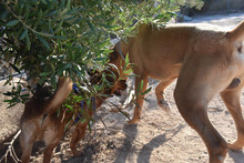 ENZEQUIEL, Hund, Mischlingshund in Spanien - Bild 13