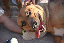 ENZEQUIEL, Hund, Mischlingshund in Spanien - Bild 15