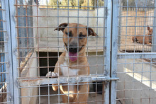 ENZEQUIEL, Hund, Mischlingshund in Spanien - Bild 18