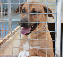 ENZEQUIEL, Hund, Mischlingshund in Spanien - Bild 5