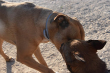ENZEQUIEL, Hund, Mischlingshund in Spanien - Bild 6