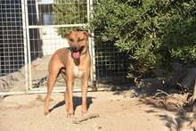 ENZEQUIEL, Hund, Mischlingshund in Spanien - Bild 7