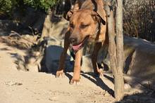 ENZEQUIEL, Hund, Mischlingshund in Spanien - Bild 8