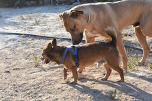 ENZEQUIEL, Hund, Mischlingshund in Spanien - Bild 9