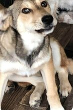 EMMA, Hund, Mischlingshund in Rumänien - Bild 1
