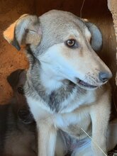 EMMA, Hund, Mischlingshund in Rumänien - Bild 3