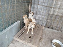 EMMA, Hund, Mischlingshund in Rumänien - Bild 5