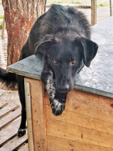 FELIX, Hund, Mischlingshund in Bulgarien - Bild 1