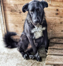 FELIX, Hund, Mischlingshund in Bulgarien - Bild 2