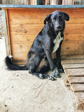 FELIX, Hund, Mischlingshund in Bulgarien - Bild 3