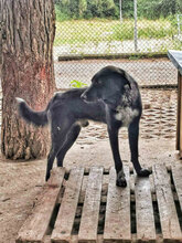 FELIX, Hund, Mischlingshund in Bulgarien - Bild 5